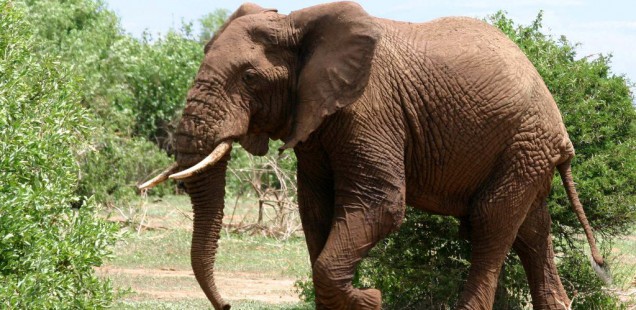 Éléphant d'Afrique