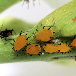 La stratégie des pucerons pour manipuler les plantes !