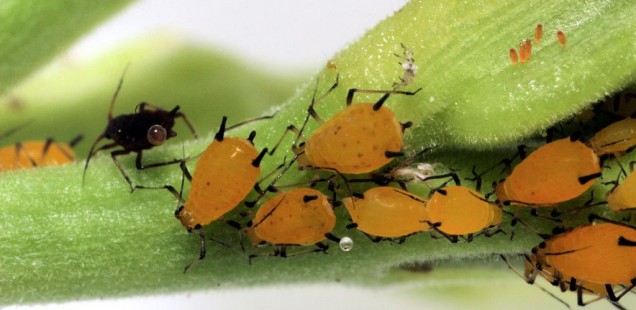 La stratégie des pucerons pour manipuler les plantes !