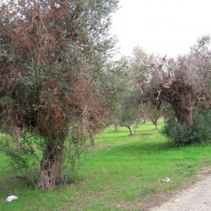 Xylella fastidiosa : Faut-il craindre un carnage en Corse ?