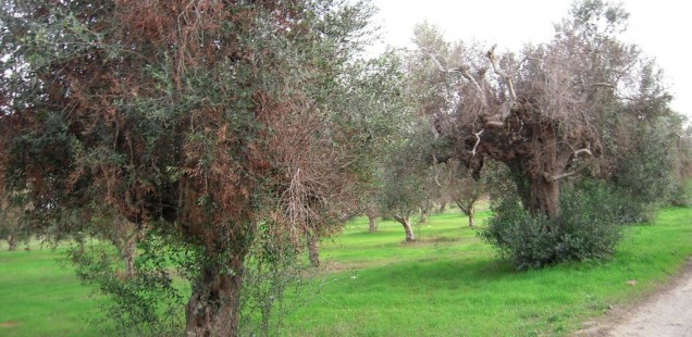 Xylella fastidiosa : Faut-il craindre un carnage en Corse ?