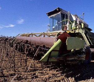 Les cultures récoltées à l’automne ont souffert de la sécheresse