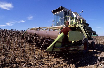 Les cultures récoltées à l’automne ont souffert de la sécheresse