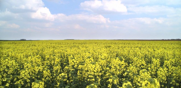 Une coopérative de négoces qui pèse lourd !