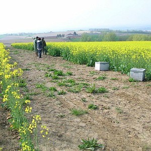 Quelles conclusions au sujet du régime alimentaire des abeilles en grandes cultures ?