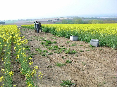 Quelles conclusions au sujet du régime alimentaire des abeilles en grandes cultures ?