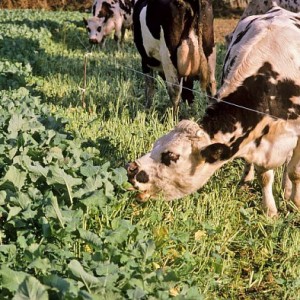 Confirmation d’un cas d’ESB en France :  Un impact pour la filière bovine ?