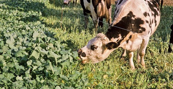 Confirmation d’un cas d’ESB en France :  Un impact pour la filière bovine ?