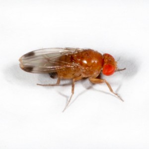 Drosophila Suzukii : La France saisit la Commission européenne