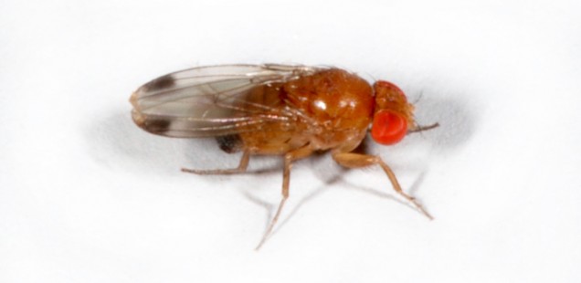 Drosophila Suzukii : La France saisit la Commission européenne