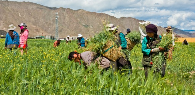 Pourquoi la politique agricole chinoise prend un virage stratégique !