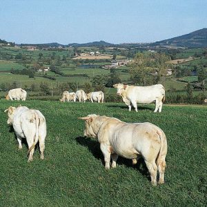 Réduction de gaz à effet de serre : Le secteur agricole aurait à fournir un effort plus important que prévu