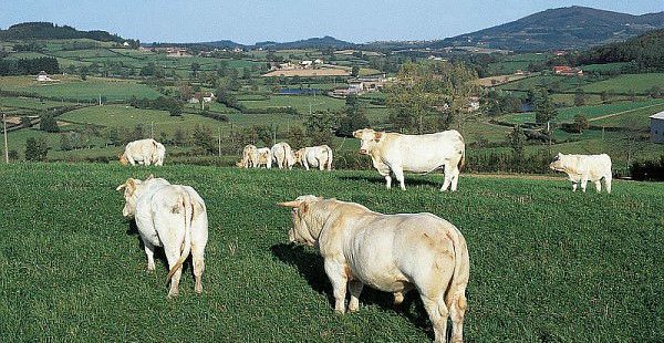 Réduction de gaz à effet de serre : Le secteur agricole aurait à fournir un effort plus important que prévu