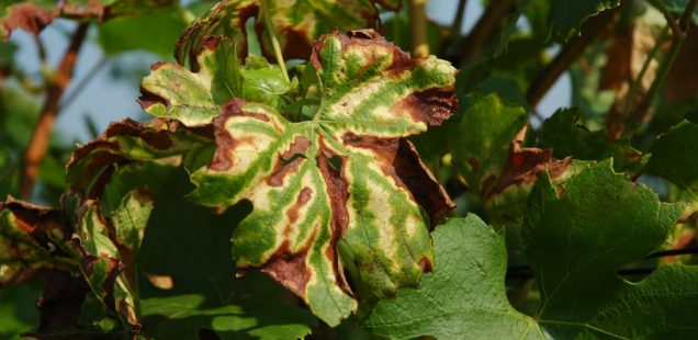 Lancement de la première chaire industrielle en agronomie pour lutter contre les maladies du bois de la vigne