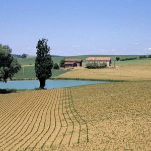 Soja : Vers les 250 000 hectares en France pour 2025 ?