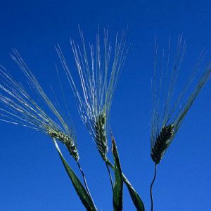 Les variétés de blés anciens remplaceront-elles les variétés sélectionnées récemment en agro-écologie ?