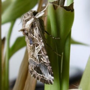 Le flair d’un papillon ravageur passé au crible !