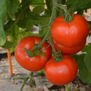 Deux nouvelles variétés de tomates pensées pour le marché local