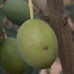 Quand le Big Data supplante les mouches GM pour sauver les olives d’Andalousie