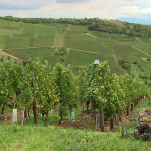 Lancement de quatre nouveaux cépages résistants aux maladies de la vignes