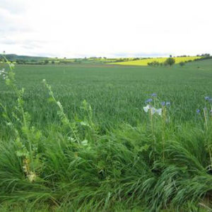 Diminuer la taille des parcelles pour favoriser les pollinisateurs ?