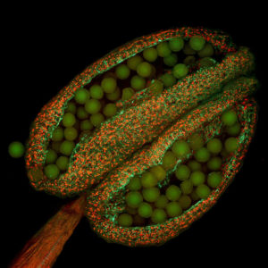 Plantes cultivées : vers des résistances durables aux virus sans perte de rendement ?