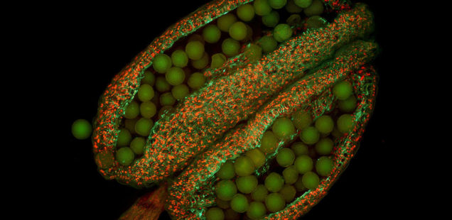 Plantes cultivées : vers des résistances durables aux virus sans perte de rendement ?