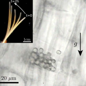 Comment les plantes ressentent-elles si précisément la gravité ?