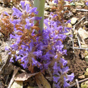 Comment l’orobanche du colza menace les abeilles !