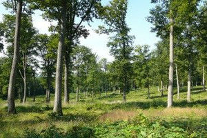 Le génome du chêne lève un voile sur la longévité des arbres