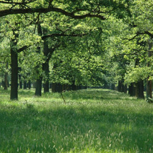 Un concours pour stimuler les agriculteurs à se tourner vers l’agroforesterie