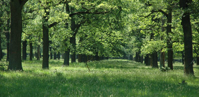 Un concours pour stimuler les agriculteurs à se tourner vers l’agroforesterie