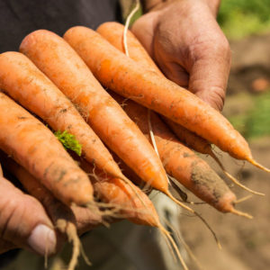 BASF finalise le rachat de l’activité des semences potagères de Bayer