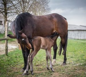 Recherche équine : un apport d’arginine en fin de première gestation chez les juments améliore la disponibilité en glucose pour leur poulain