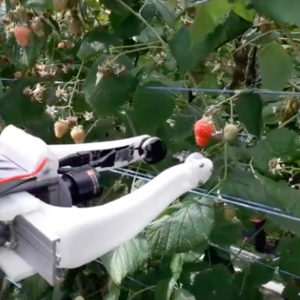 Robocrop : Le robot cueilleur qui crève l’écran outre Manche !