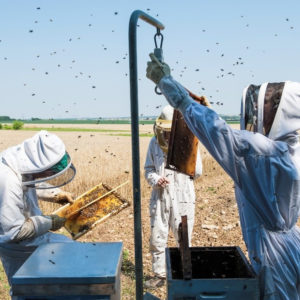 L’agriculture biologique améliore les performances des colonies d’abeilles mellifères