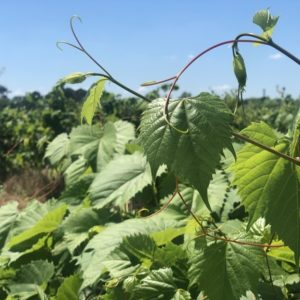 Vigne : le génome d’un porte-greffe enfin séquencé