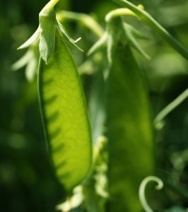 Le génome du petit pois assemblé pour la première fois