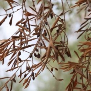 Des oliviers touchés par la bactérie Xylella fastidiosa en France