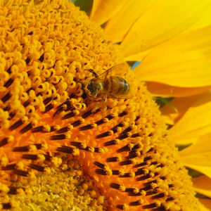 L’étude portant sur l’attractivité des variétés de tournesol vis-à-vis des abeilles livre son verdict !