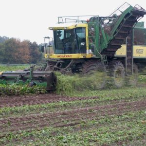 Tereos dévoile des rendements betteraviers « au rendez-vous »