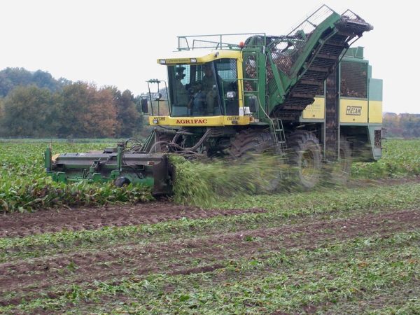 Tereos dévoile des rendements betteraviers 