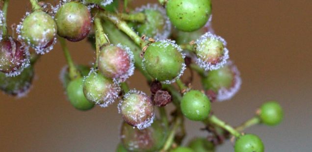 Mildiou de la vigne : identification du groupe de gènes impliqué dans la reproduction sexuée